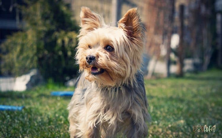 What Are Other Pomeranian and Yorkshire Terrier Mixes? - Pomeranian and Yorkie Mix - Yorkie Pom