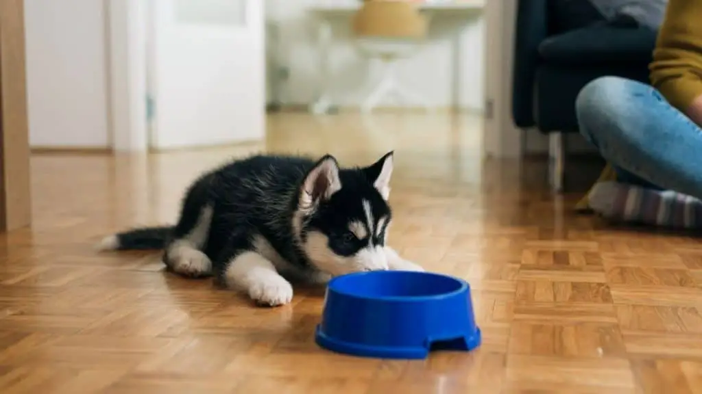 What Can Siberian Huskies Not Eat?