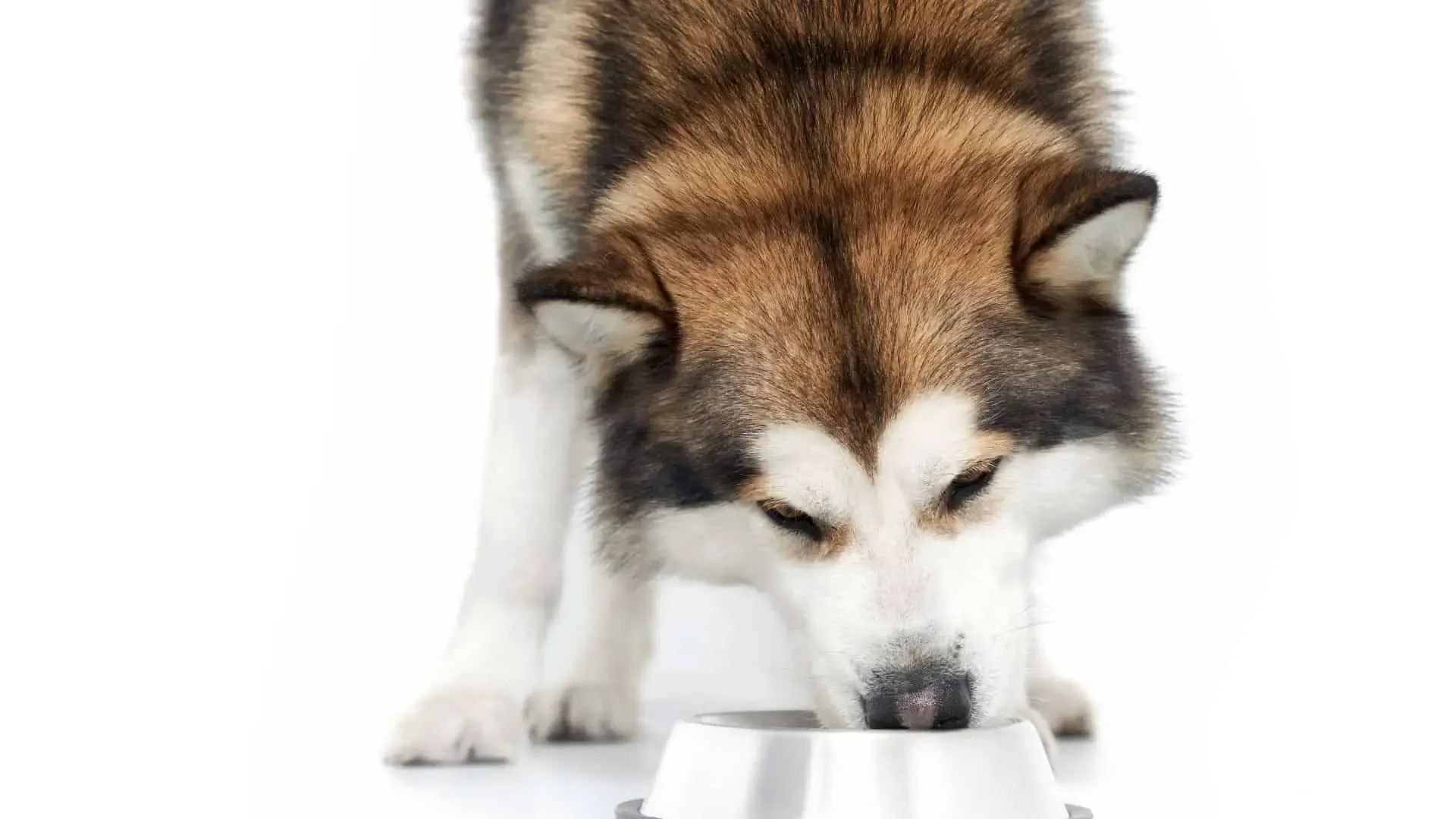 What Do Siberian Huskies Eat? - 29 Helpful Answers