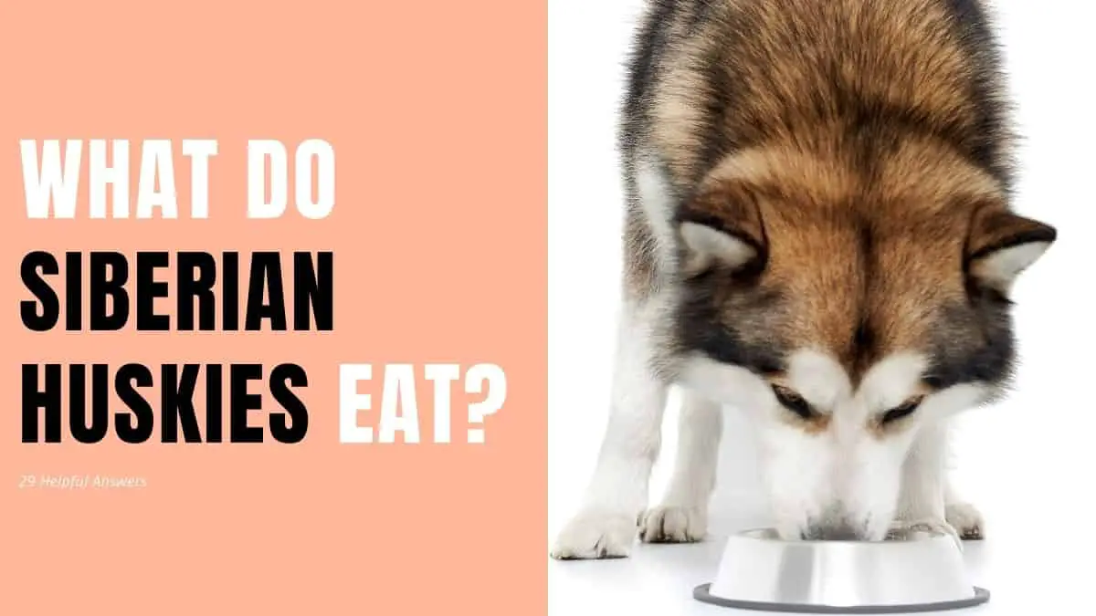 What Do Siberian Huskies Eat? (29 Helpful Answers)