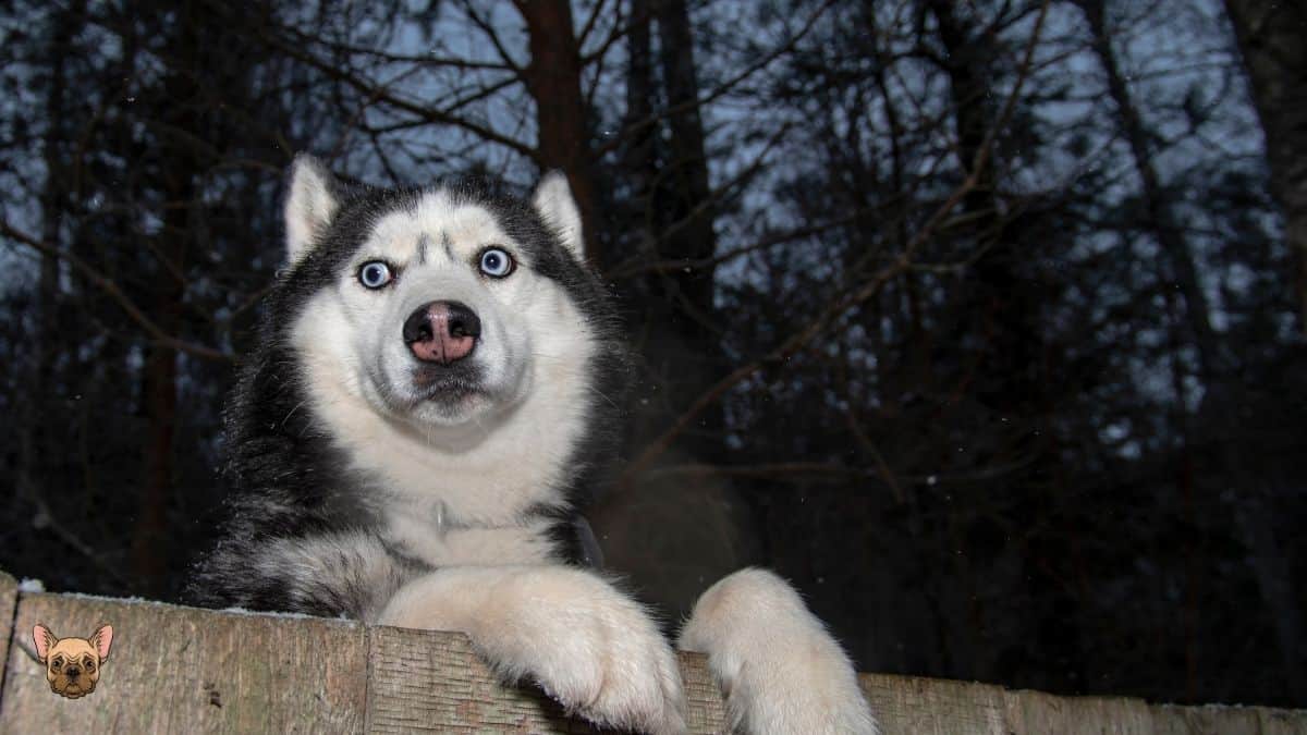 What Is Snow Nose in Husky Dogs?