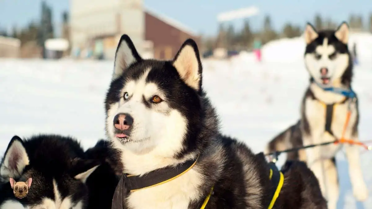 What Is Snow Nose in Husky Dogs