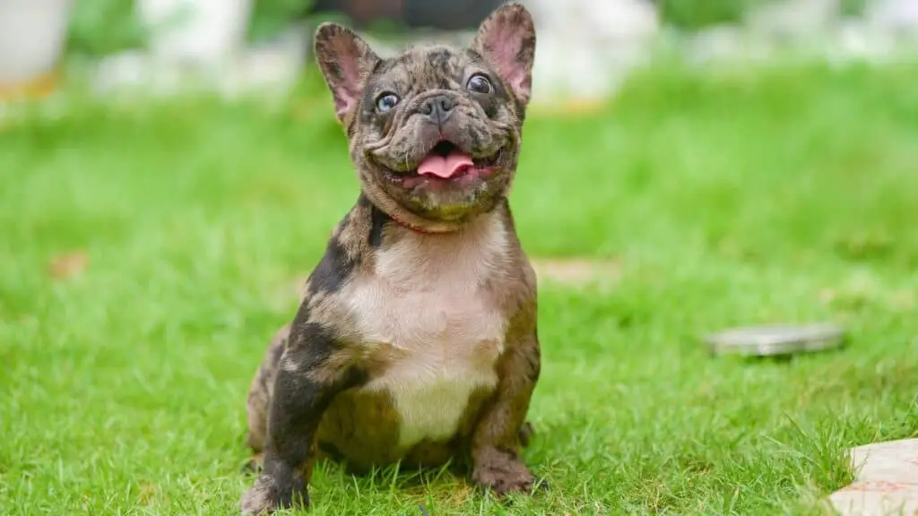 What Is the Average Female Frenchie Lifespan?