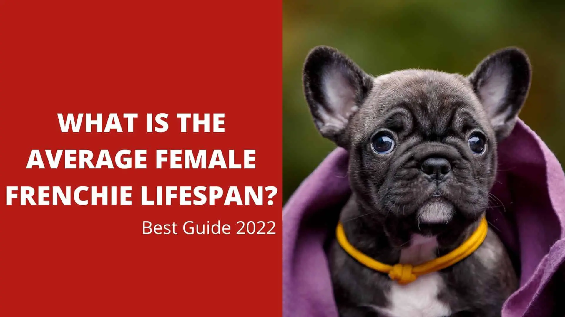 What Is the Average Female Frenchie Lifespan? Best Guide 2022