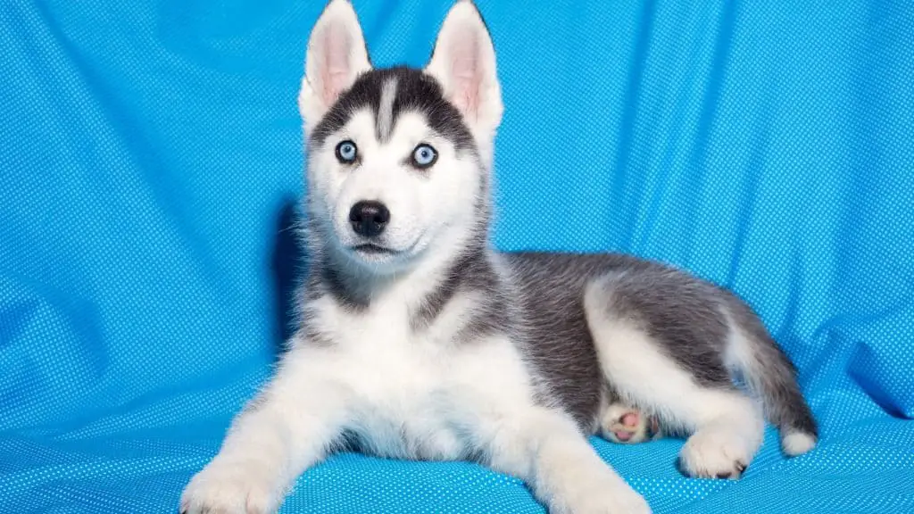 What Makes Huskies Blue Eyes Different