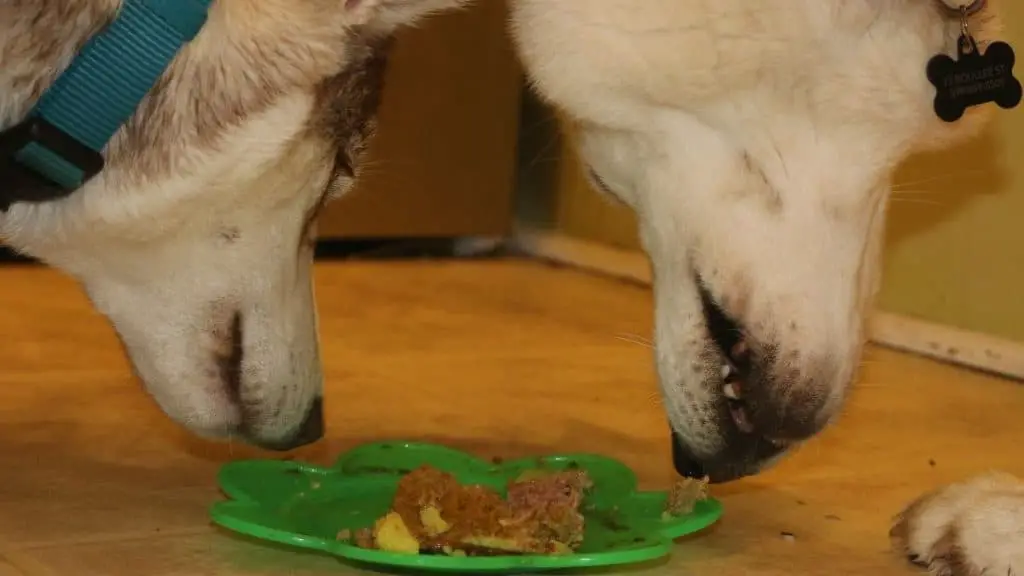 Which Human Foods Can Dogs Eat?
