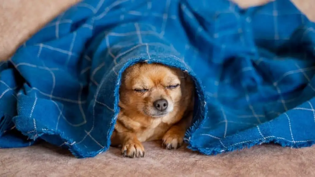 Why Does My Chihuahua Sleep Under The Covers?