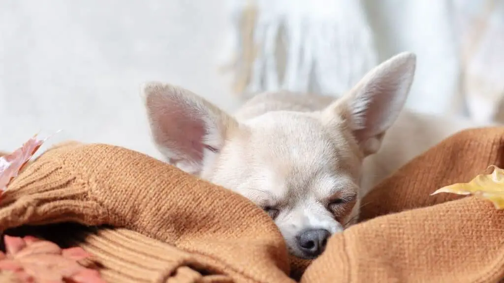 Why Does The Chihuahua Sleep So Much?