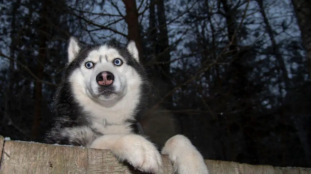 Why are Siberian Husky Eyes Blue?