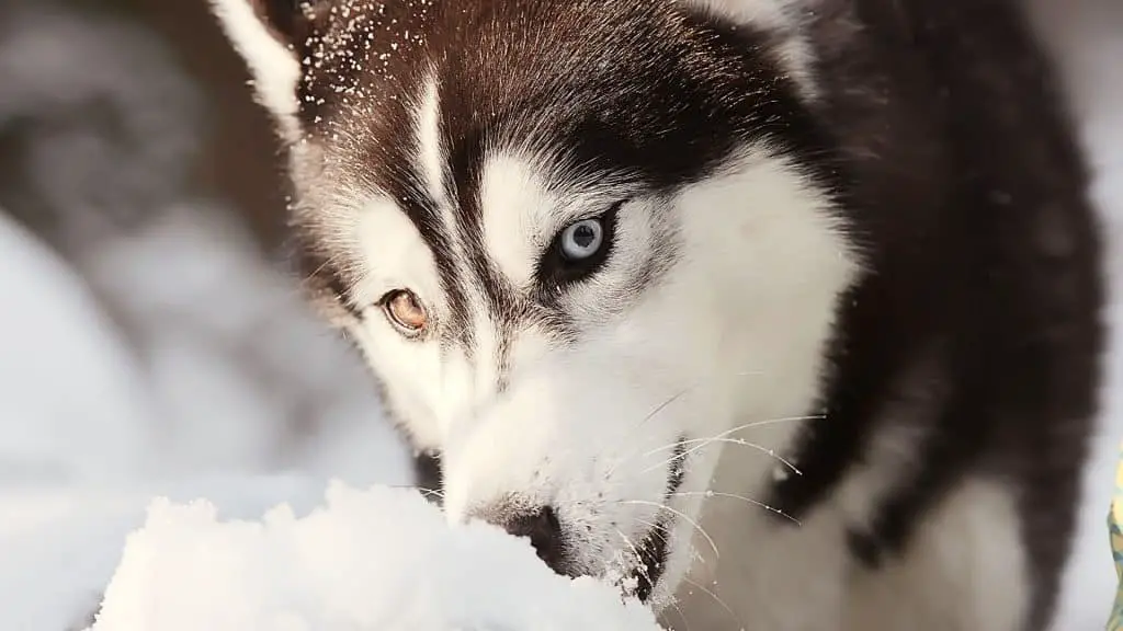 Why are Siberian Husky Eyes Blue -  Bi-colored eyes