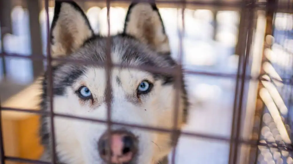 Why are Siberian Husky Eyes Blue -  Blue Eyes