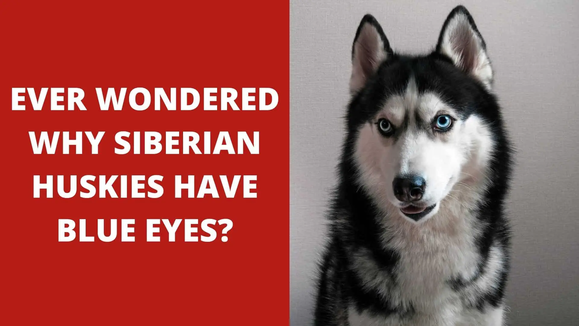 Why are Siberian Husky Eyes Blue? (Well Explained)