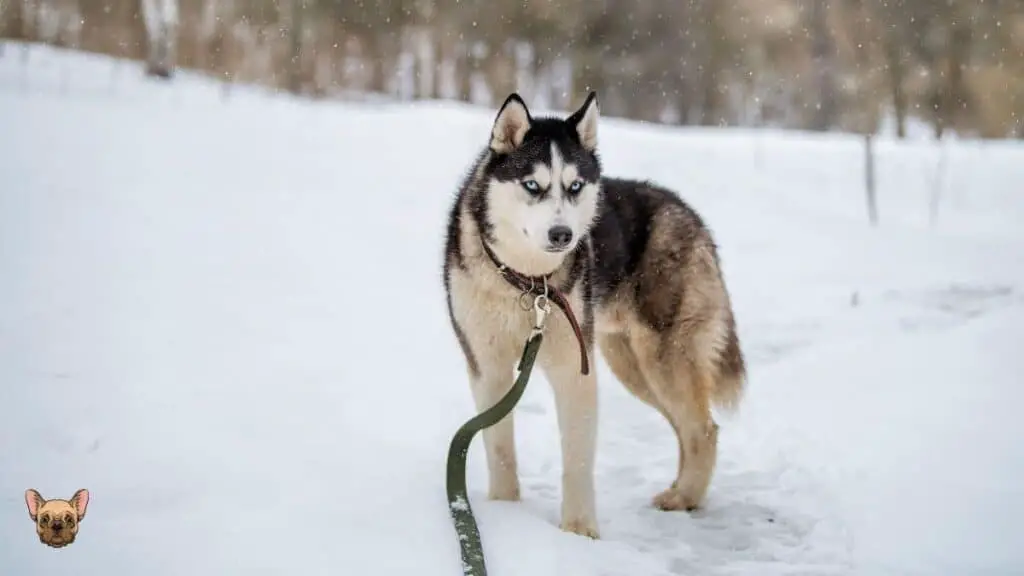 Will It Return to Its Normal Color - What Is Snow Nose in Husky Dogs