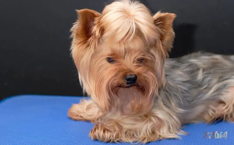 Yorkshire Terrier Dogs