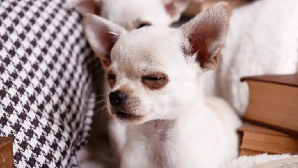 Your Chihuahua Is Just Bored Of Their Mind