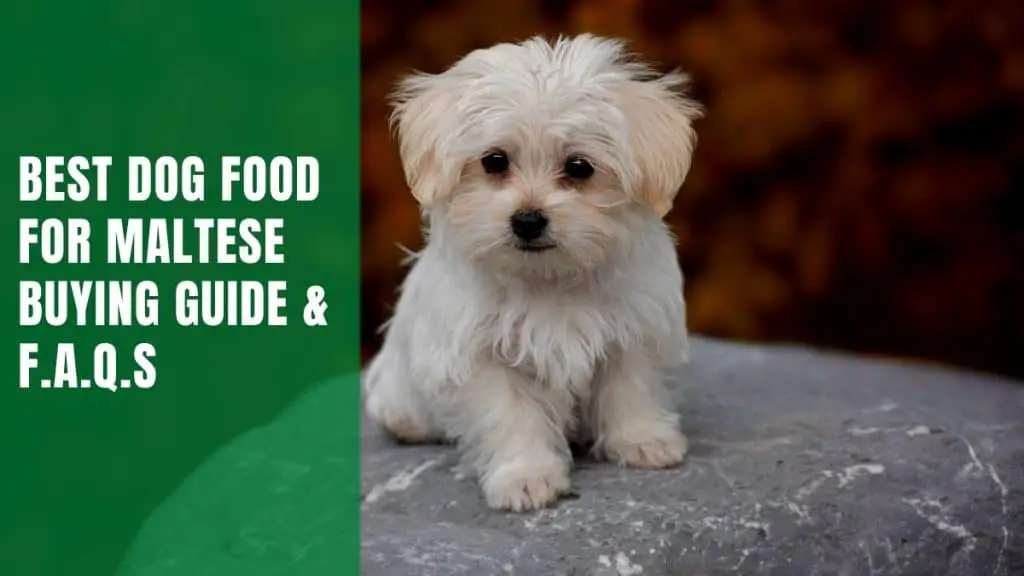 Best Dog Food For Maltese Buying Guide & F.A.Q.s