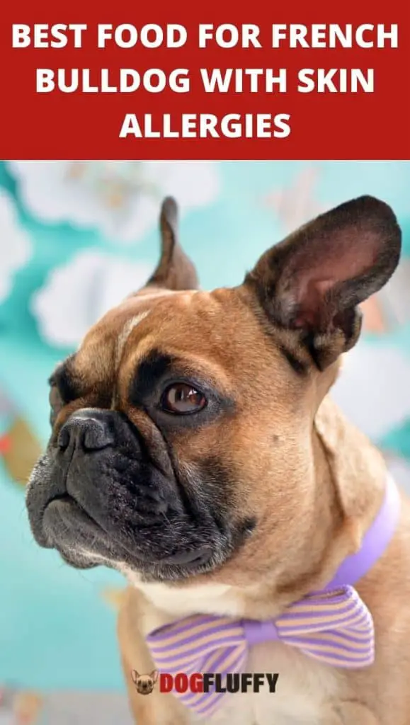 Best Food For French Bulldog With Skin Allergies - PIN Site
