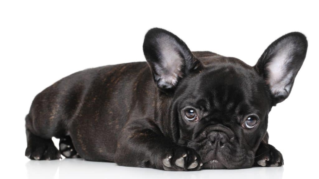 Black French Bulldog