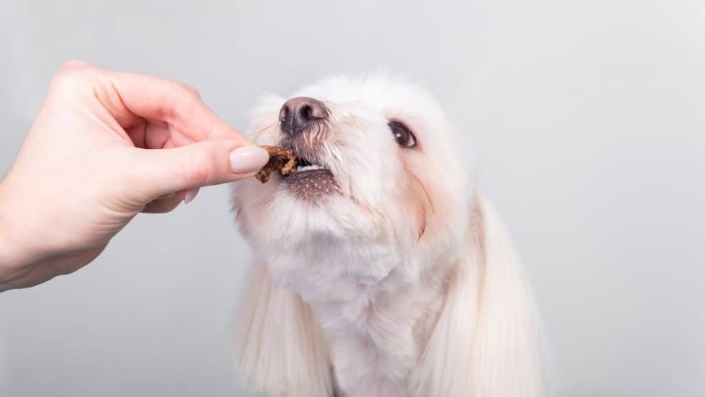 Characteristics Of A Reliable Maltese Dog Food