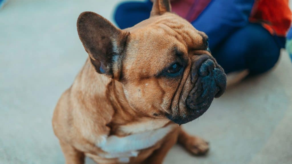 Chocolate & Liver French Bulldogs