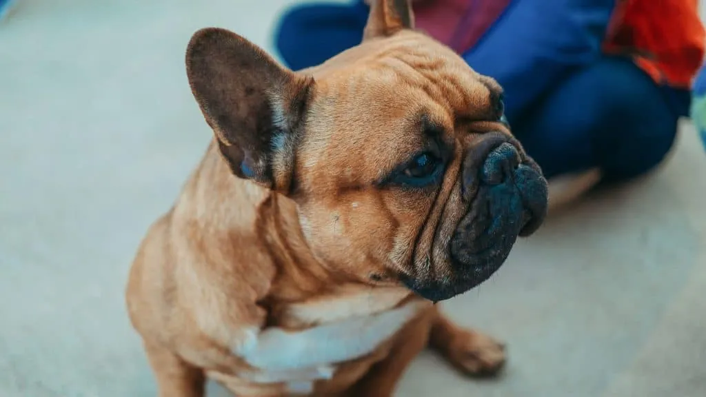 What Are The Pied French Bulldog Colors? - Best Explained 10 Chocolate & Liver French Bulldogs