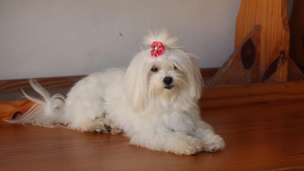 Common Health Conditions in Maltese Dogs