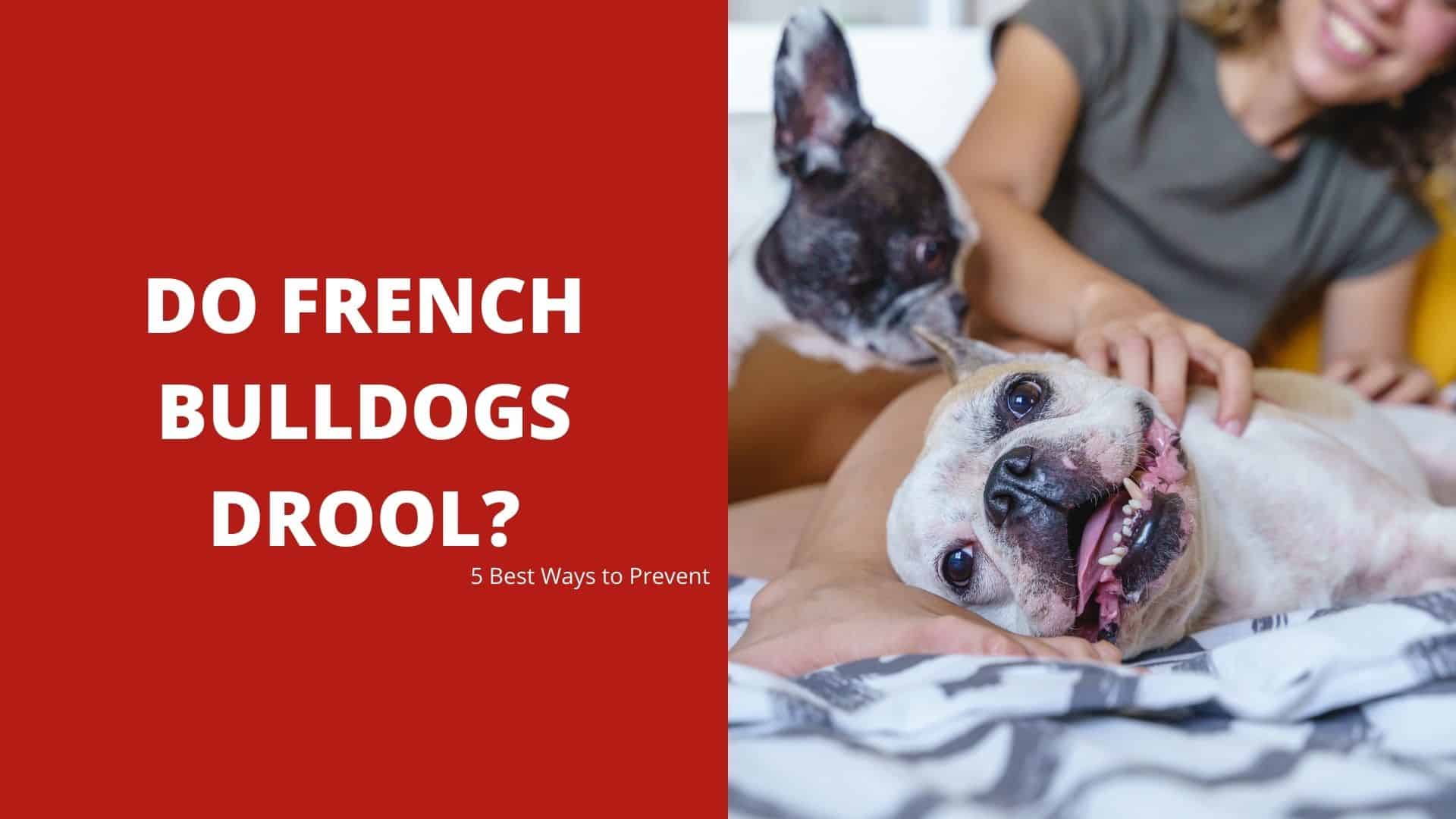 Do French Bulldogs Drool? 5 Best Ways to Prevent