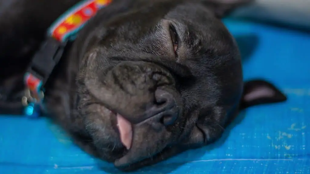 Do French Bulldogs Drool While Sleeping?