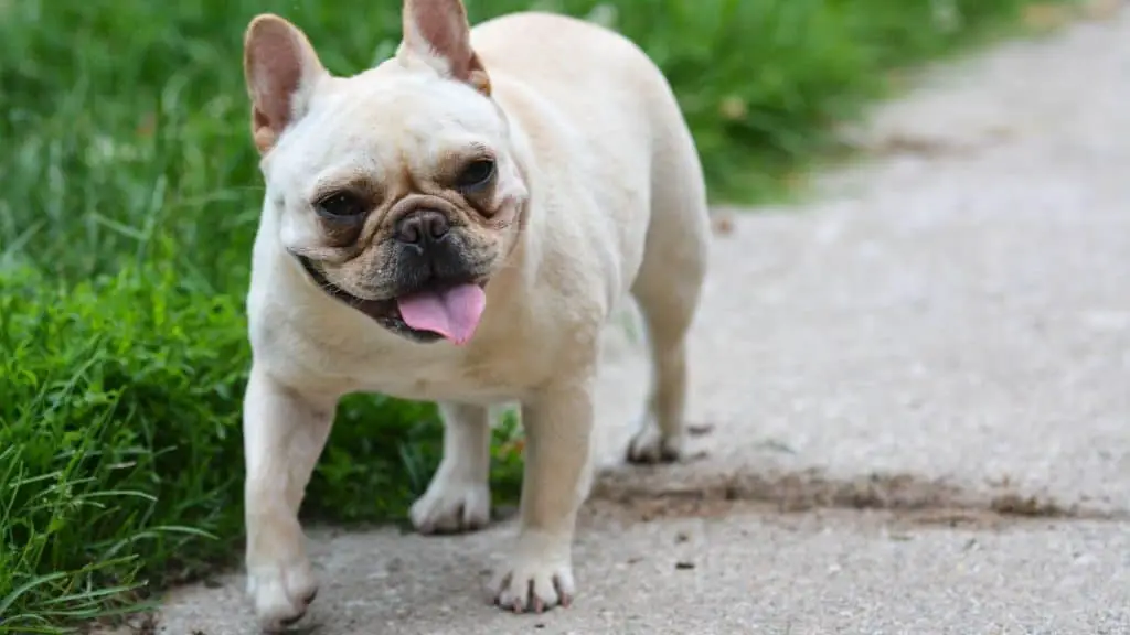 Do French Bulldogs Drool While Walking?
