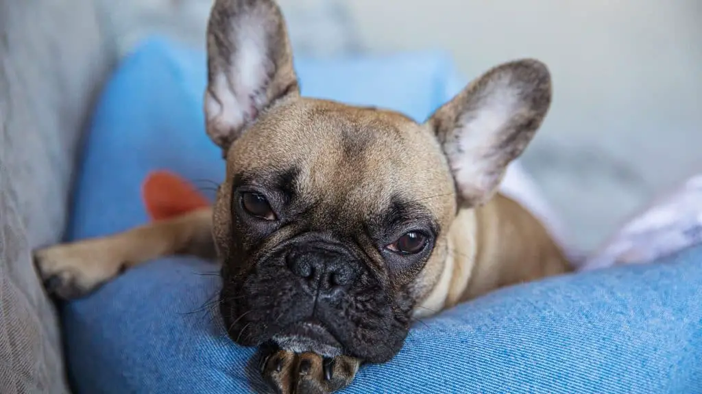 Do French Bulldogs Shed a Lot?