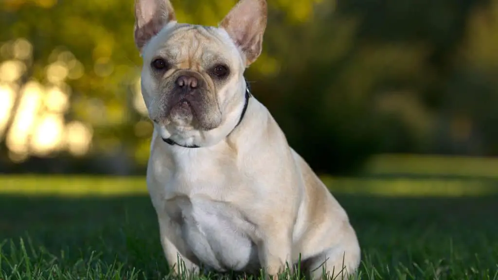 How Long Are French Bulldogs Pregnant?