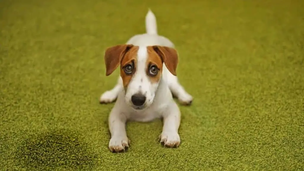 How Long Does It Take For A Puppy To Potty Train?