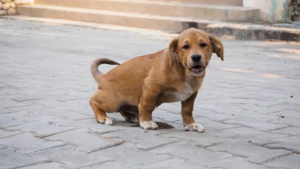 how long can a 3 month old puppy hold its bladder