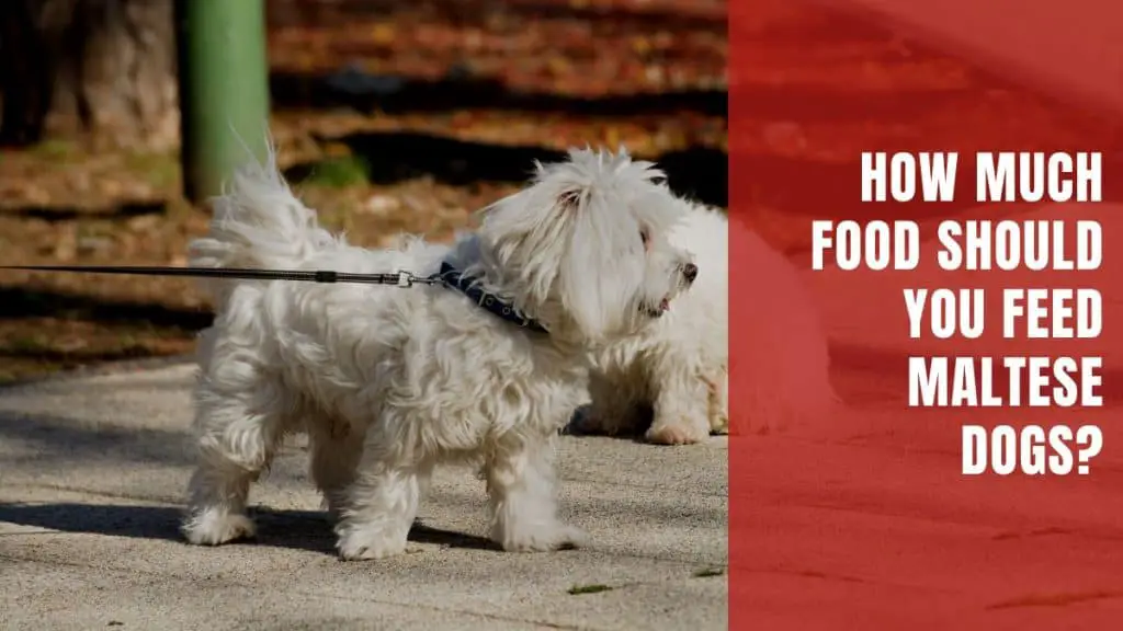 How Much Food Should You Feed Maltese Dogs?