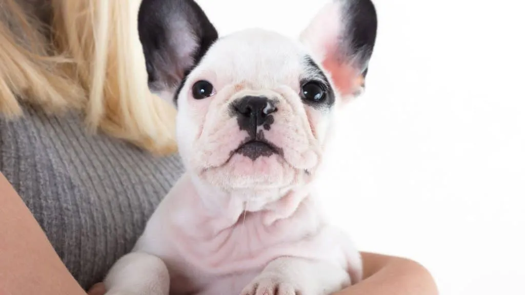Is Pied French Bulldog Color a Recognized Color Pattern? 