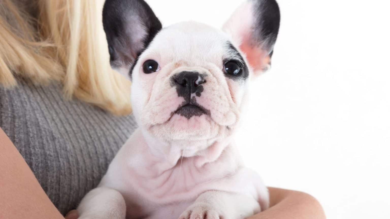What Are The Pied French Bulldog Colors? - Dog Fluffy