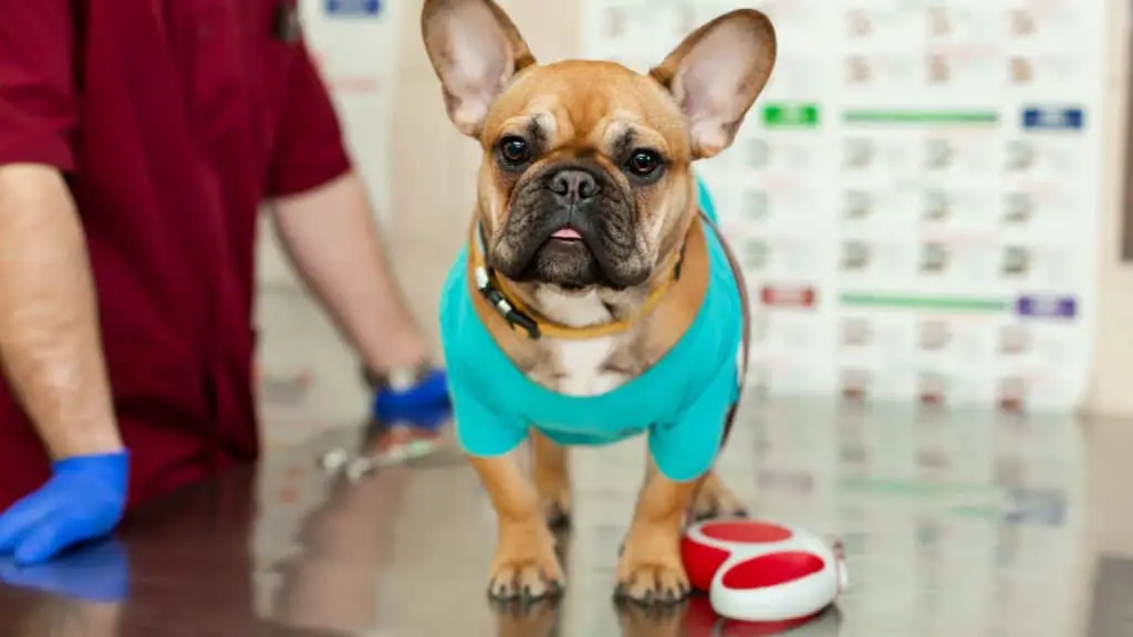 Physical and Nutritional Needs of a Pregnant French Bulldog