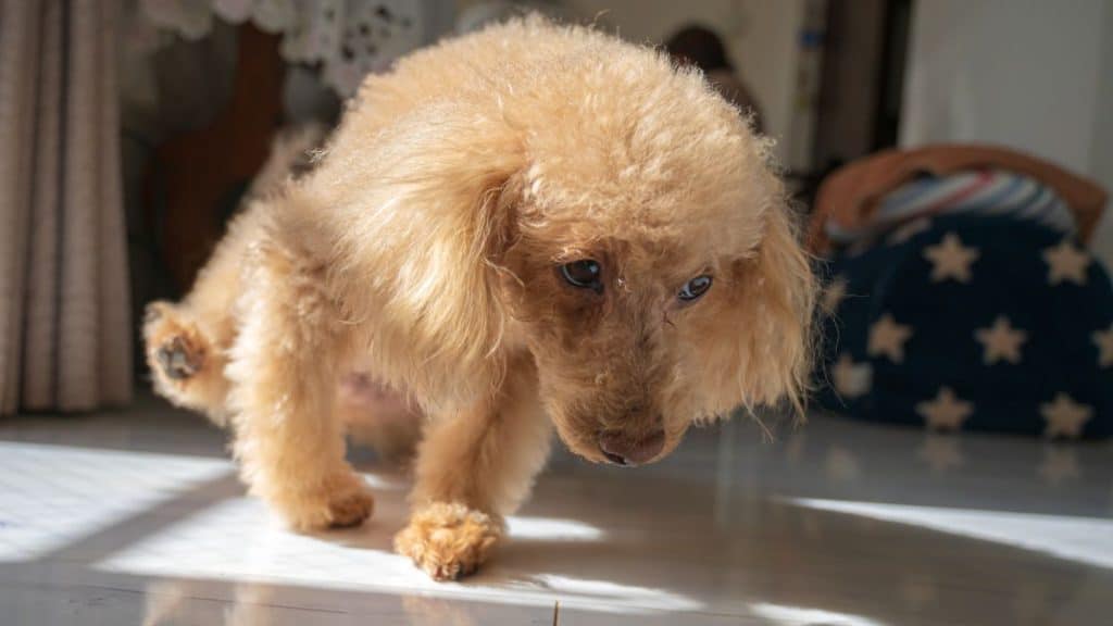 how long can a 3 month old puppy hold its bladder