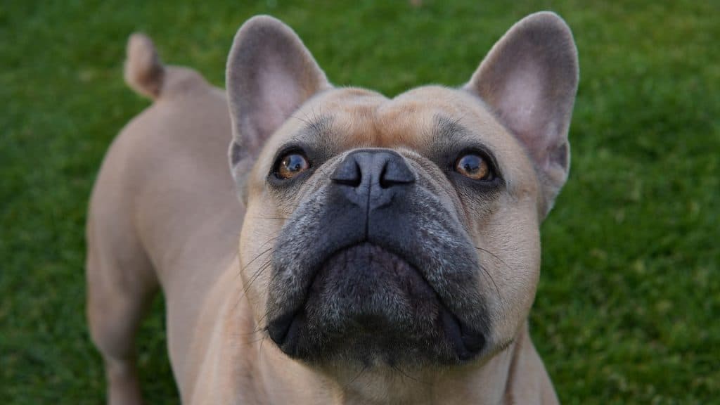 Sable French Bulldog