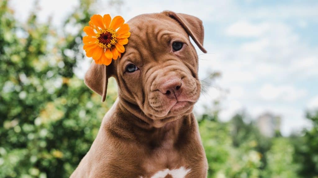 how long can a 3 month old puppy hold its bladder