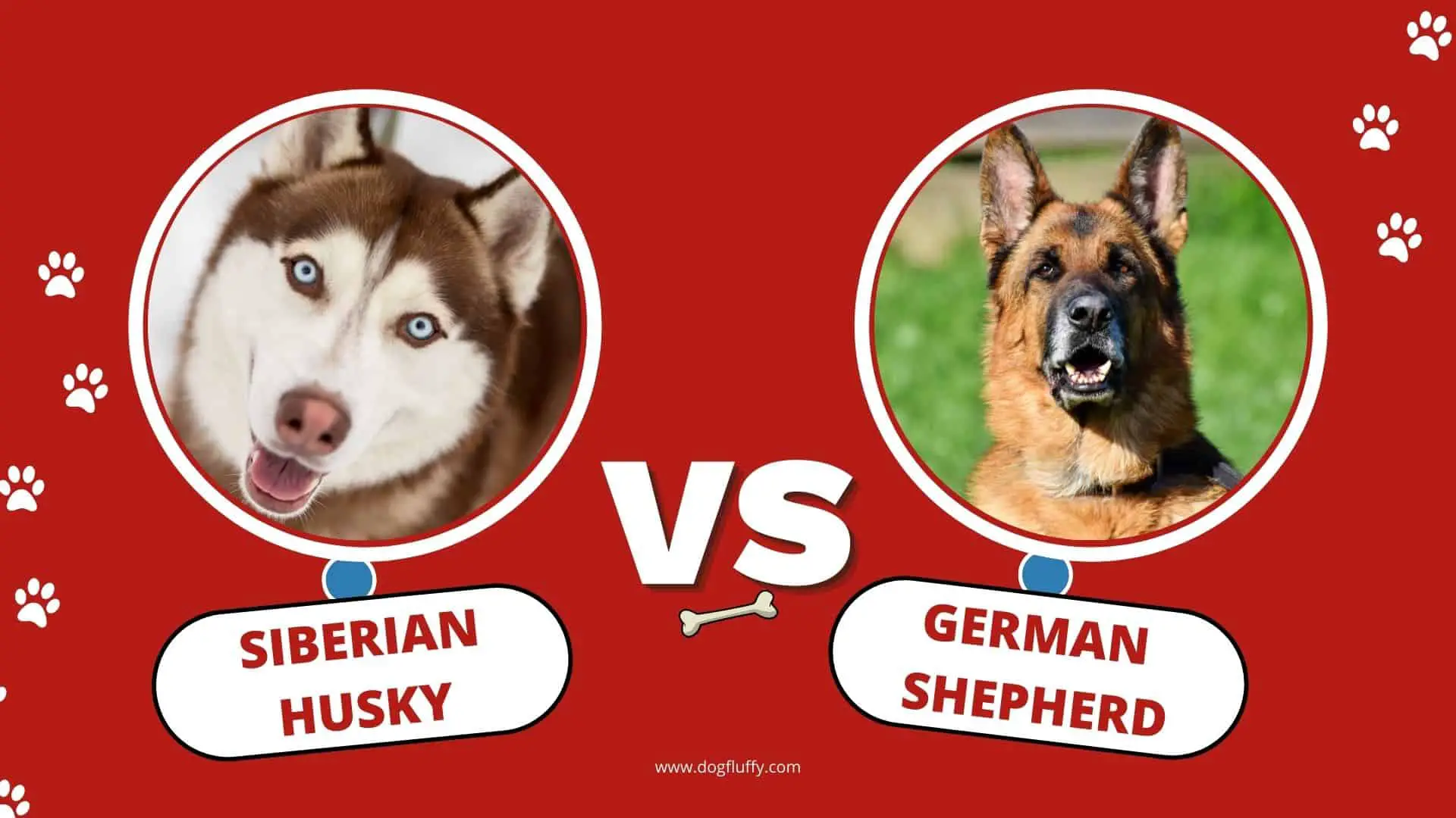 Siberian Husky vs German Shepherd: Differences & Similarities Best Guide 2022