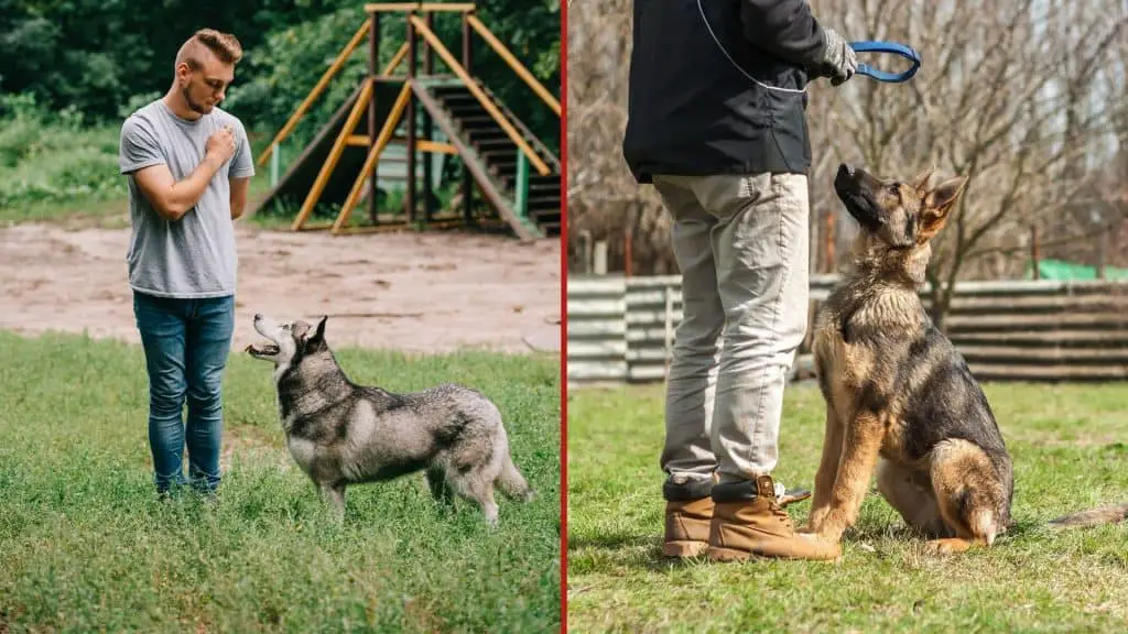 Siberian Husky vs German Shepherd Training
