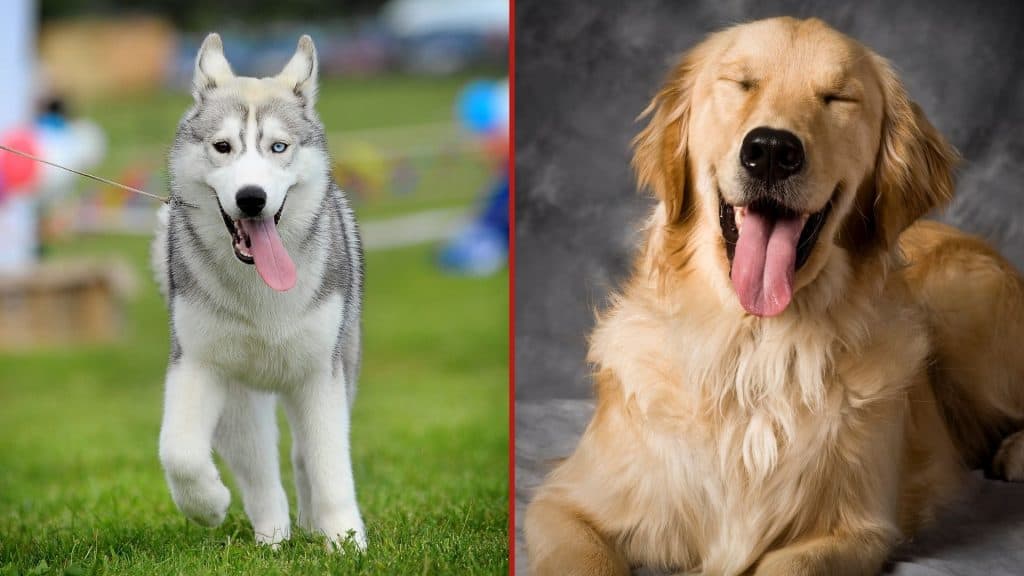 Siberian Husky vs Golden Retriever A Quick Overview