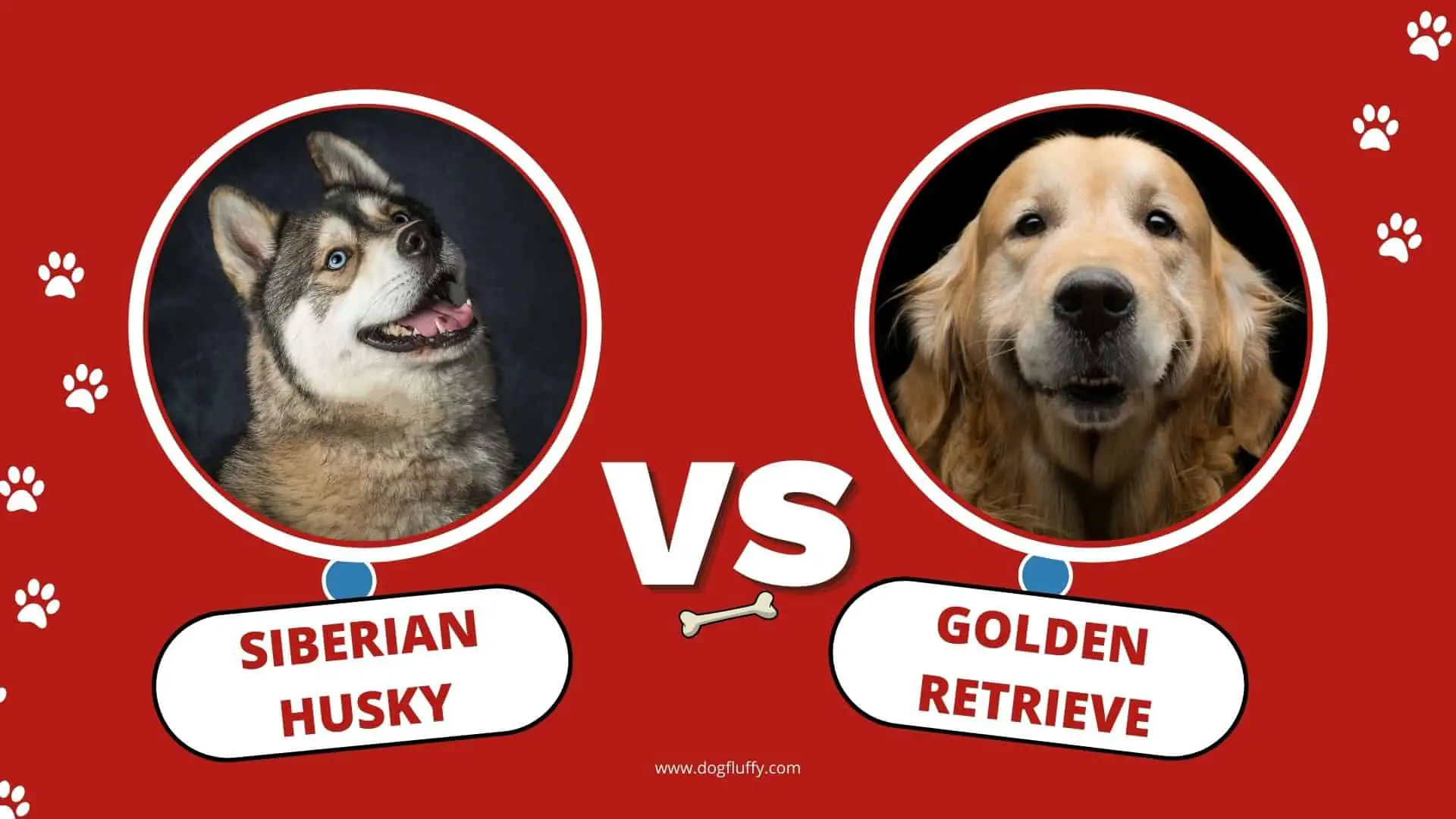 Siberian Husky vs Golden Retriever: Differences & Similarities Best Guide 2022
