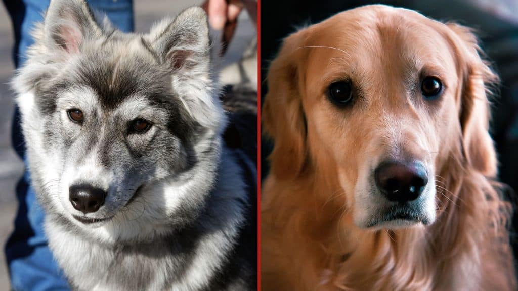 Siberian Husky vs Golden Retriever Physical Appearance