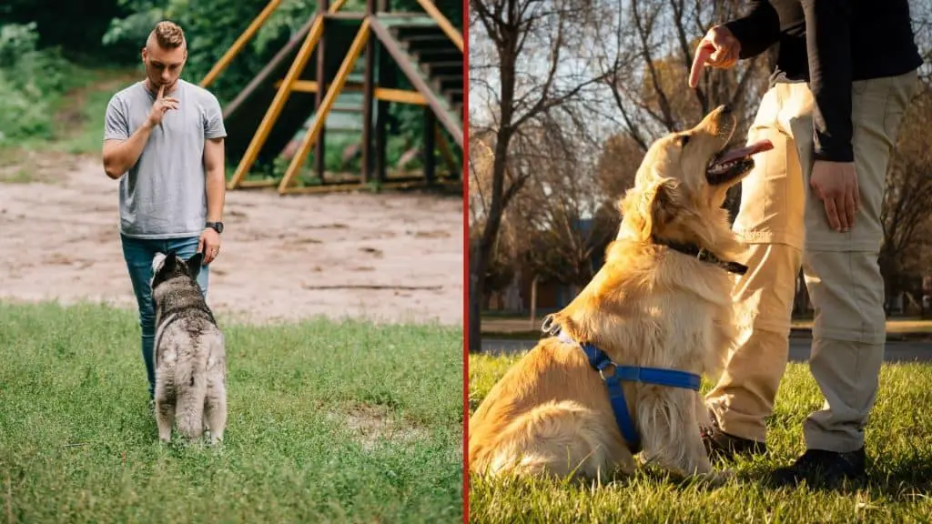 Siberian Husky vs Golden Retriever Training