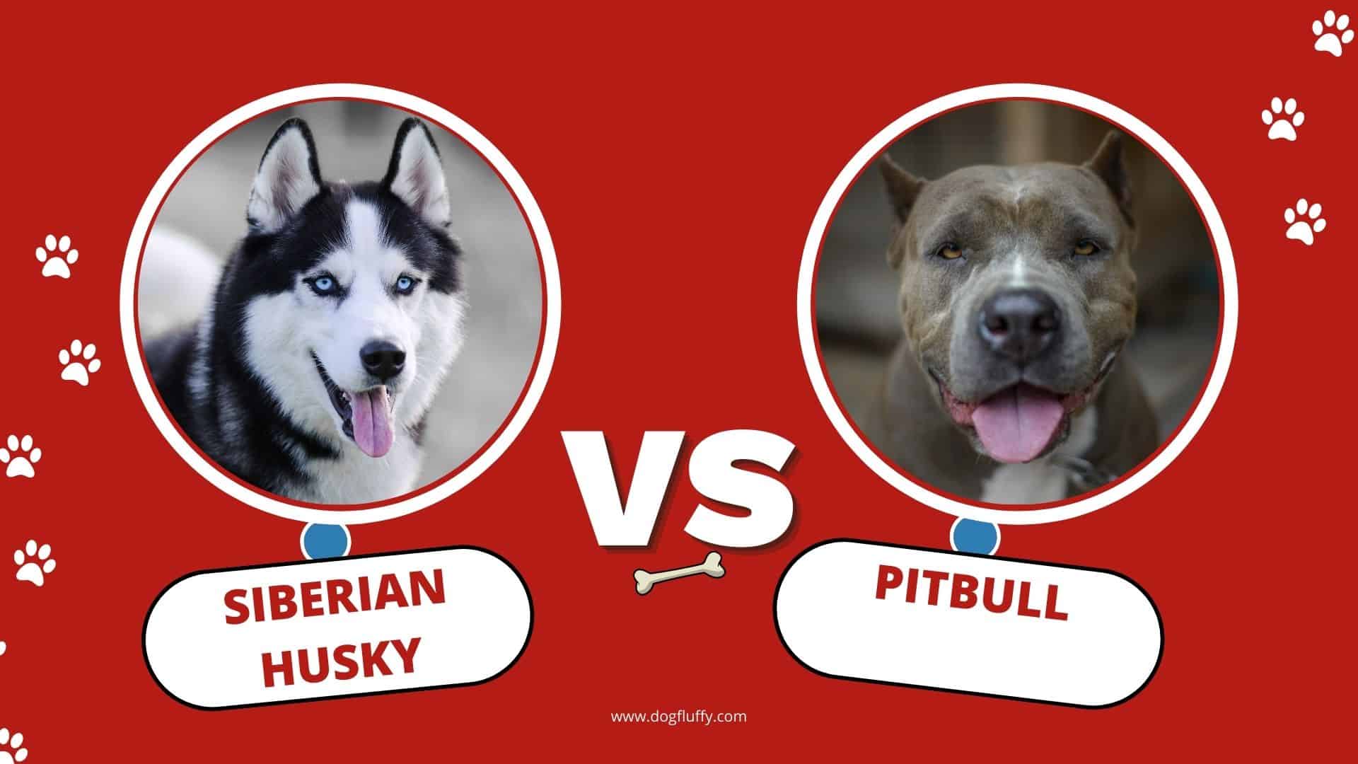 Siberian Husky vs Pitbull: Differences & Similarities Best Guide 2022