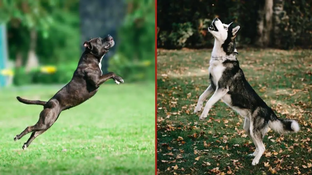 Siberian Husky vs Pitbull Physical Appearance