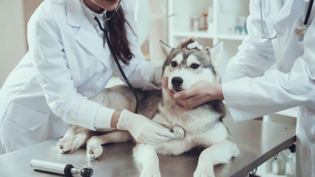 Symptoms of A Husky Allergy You Should Be Aware Of