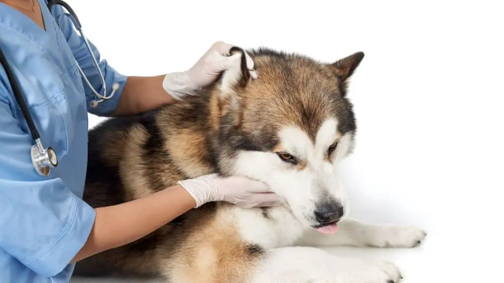 Testing Your Husky for Food Allergies